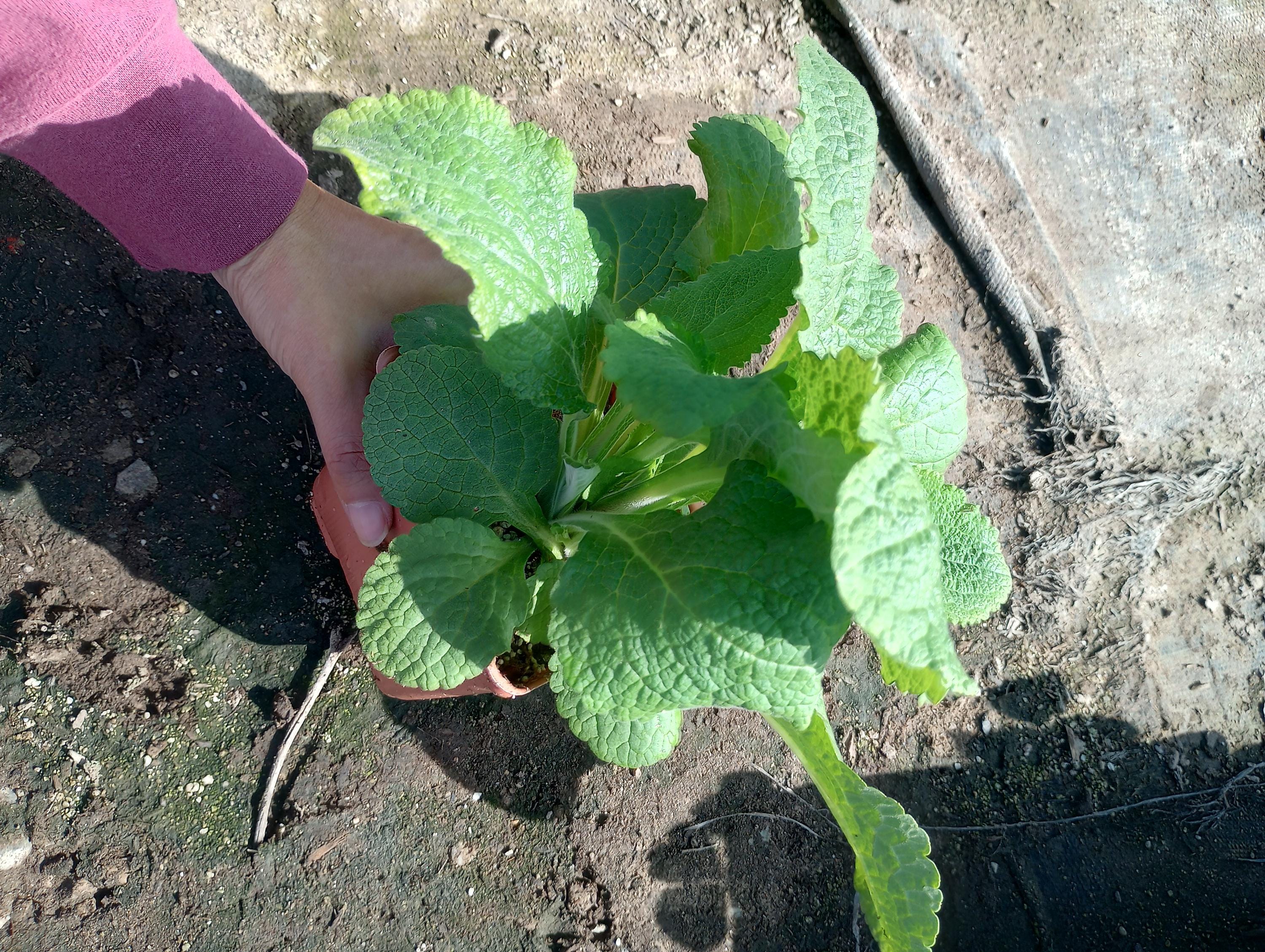 Live Plant, Statice Plants in One 4 Inch Pot - Etsy