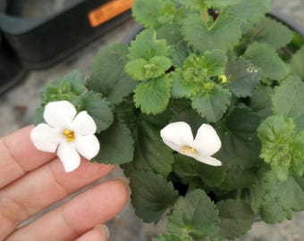 Live plant, Bacopa Megacopa white plants in 6 inch high pot.