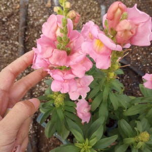 Puede incluir: Primer plano de flores de boca de dragón rosas en flor. Las flores tienen pétalos rizados y están agrupadas en tallos verdes. La imagen también muestra hojas y capullos verdes, lo que sugiere una planta sana.