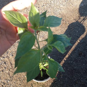 Live plant, Tepin chili Chile Tepin, Chiltepin pepper within one 6 inch high pot.50,000 to 100,000 SHU.