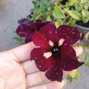 May include: Close-up of a dark burgundy petunia flower with white speckles, resembling a starry night. The flower has a yellow and green center, with green foliage in the background. The petals are velvety and textured.