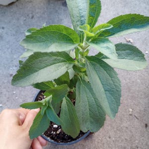 May include: A potted stevia plant with vibrant green leaves. The plant is in a black plastic pot, and the leaves have a textured surface. The plant is held by a hand.