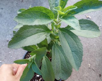 Live plant,stevia sweet tea plants in 6 inch high pot