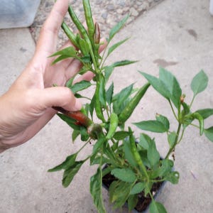 Chile De Arbol Plant - Etsy