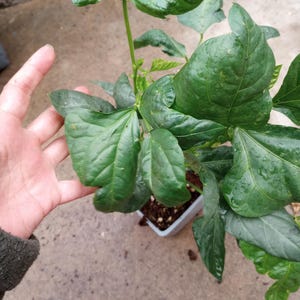 May include: A set of three ceramic mugs with a speckled, matte finish. The mugs are in shades of cream, light gray, and dark gray. Each mug has a simple, minimalist design, perfect for coffee or tea.