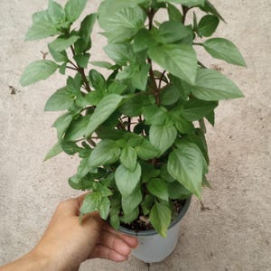May include: A potted basil plant with vibrant green leaves and dark stems. The plant is in a gray plastic pot. The leaves are broad and ovate, with a slightly glossy texture. The plant is held by a hand.