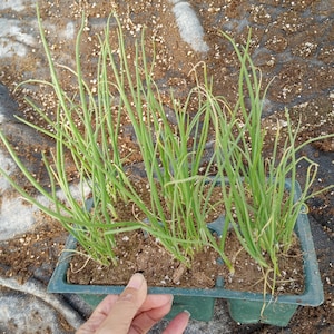 Live plant,6 set of  onion plants / 3 inch each pot.