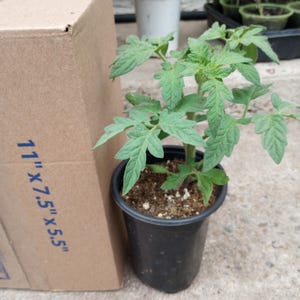 May include: A young tomato plant in a black plastic pot, with vibrant green leaves. A brown cardboard box, measuring 11" x 7.5" x 5.5", is positioned next to the plant. The background includes other potted plants.