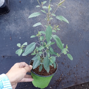 Live plant, PAPALO Papaloquelite, Bolivian Coriander, Mampuitu, Yerba Porosa, and Cravo-de-Uruba. It is also known as Summer Cilantroplants