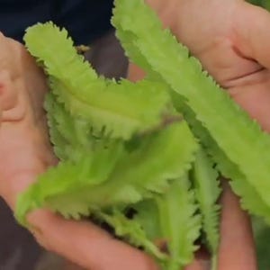 Live plants, 2 Winged Bean plants in 4 inch pot