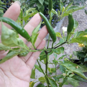 May include: Close-up of a green chili pepper plant with several long, slender peppers. The peppers are a vibrant green color and are growing on a plant with green leaves. The plant is in a pot, with other plants in the background.