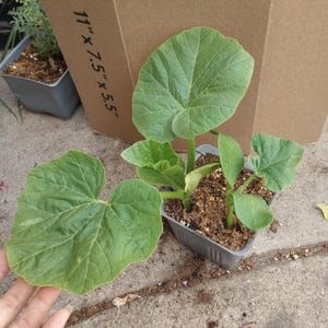 May include: A small green plant with large, heart-shaped leaves is in a gray plastic container. The plant is in front of a cardboard box that is 11" x 7.5" x 5.5". The plant is on a concrete surface.