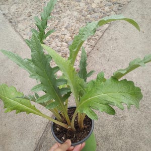 Live plant,  2 Artichoke Green globe plants / 4 inch high pot