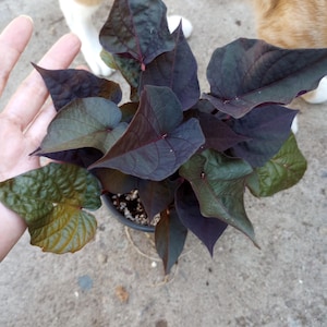 May include: A potted plant with dark purple and green leaves. The leaves have a heart shape and pointed tips. The plant is in a black pot. A hand is visible near the plant. A cat's paws and fur are visible in the background.