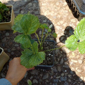 May include: A small strawberry plant in a square black plastic pot. The plant has several green leaves and is held by a person. The background is a stone surface with other small plants in pots.