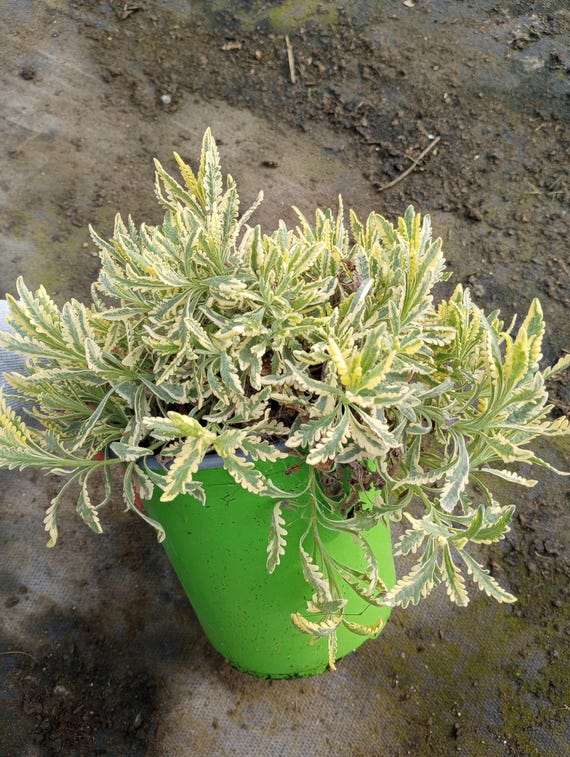 Live Plant, 1 GL Merlot Lavender Plants Live Plant - Etsy