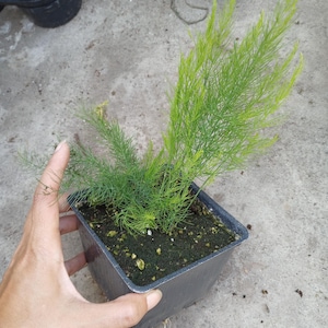 Live plant, Asparagus Mary Washington plants within one 4 inch pot.