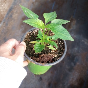 May include: A small green pepper plant in a green pot. The plant has several bright green leaves and is surrounded by dark soil. The pot is held by a person wearing a white sweater.