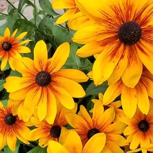 Live plant, 2 pots Black-Eyed Susan/Rudbeckia Daisy hirta/  plants in 6 inch high pot.