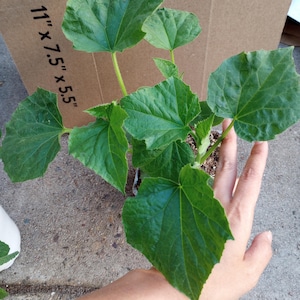 May include: A young cucumber plant with large, vibrant green leaves. The plant is in a small pot, and a hand is gently holding one of the leaves. A cardboard box with the dimensions 11" x 7.5" x 5.5" is in the background.