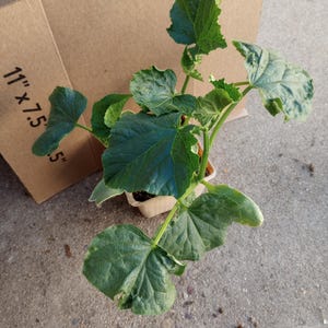 May include: A small potted plant with large, green leaves and a few small white spots. The plant is in a small, beige pot, and a cardboard box is partially visible in the background. The box is labeled "11" x 7.5".