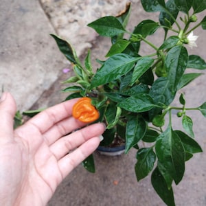 May include: A vibrant orange habanero pepper, held near a lush green pepper plant. The plant has large, glossy leaves and small white flowers. The pepper is the focal point, showcasing its unique shape and color.