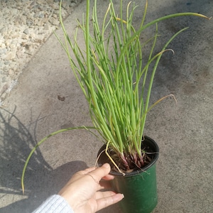 Live plant, Green bunching onion plants within 6  inch high pot.