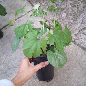 May include: A potted plant with large, green, lobed leaves and slender stems. The plant is in a black plastic pot, held by a hand. The background is a concrete surface.