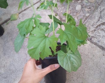 Live plant, 3 bitter melon plants within one 6inch high pot.