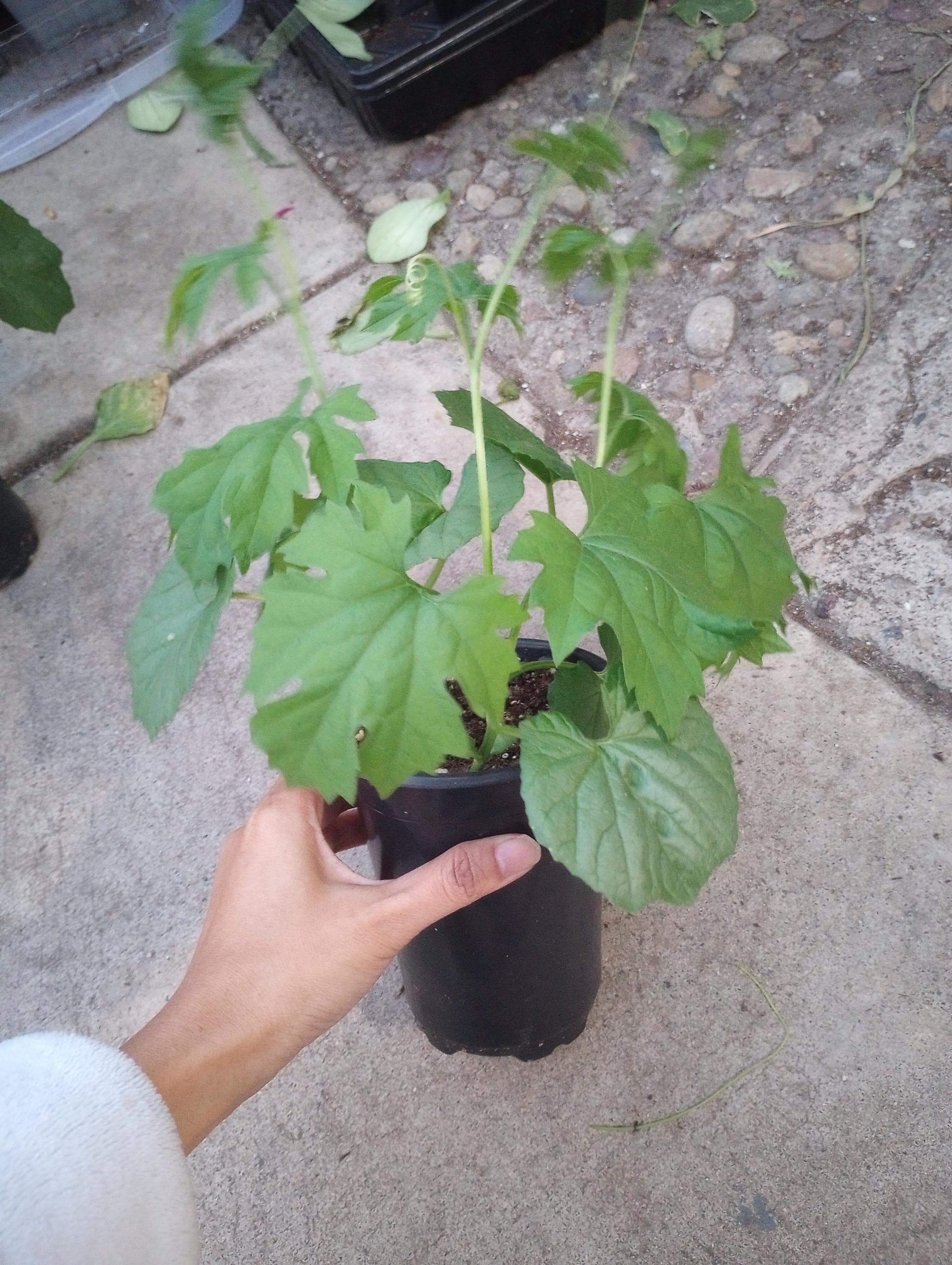 Live plant, 3 bitter melon plants within one 6inch high pot.