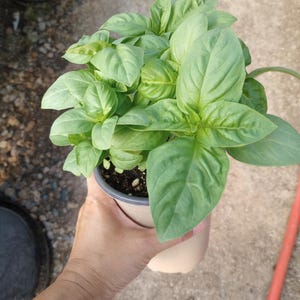 May include: A small potted basil plant with vibrant green leaves. The plant is held in a beige plastic pot, showcasing the fresh, healthy foliage. The leaves are broad and textured, indicating a thriving herb ready for culinary use.