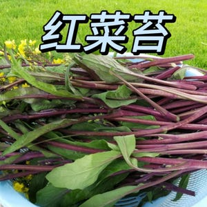 Ship From US“ Hongtai Choy 红菜苔种子