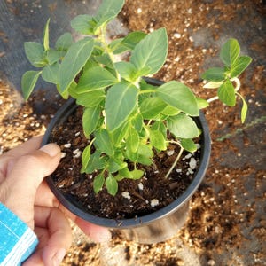 May include: A small, green basil plant in a black plastic pot. The plant has several leaves and is held by a person. The background is a mix of soil and a dark fabric.
