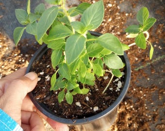 Live plant, holy basil tulsi plants in 6 inch high  pot.