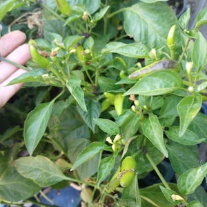Indoor Chilli Plant - Etsy