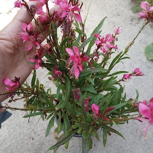 May include: A potted plant with vibrant pink flowers and long, slender green leaves. The flowers have delicate, star-shaped petals and prominent stamens. The plant is in a dark pot, and the background is a mix of concrete and greenery.