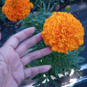 May include: Close-up of vibrant orange marigold flowers in full bloom. The flowers have a dense, layered petal structure and are surrounded by green foliage. The image captures the bright, cheerful color of the flowers.