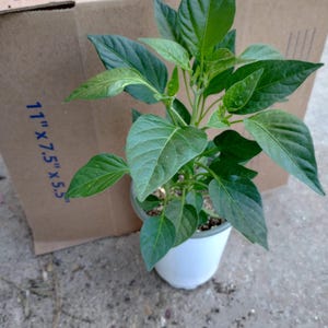 Live plants, 2 Scotch bonnet pepper whitin one 6 inch high pot
