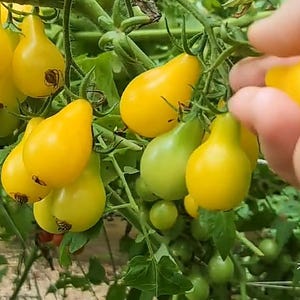 Live plant, 2 yellow pear tomatos plants within one 6 inch pot.