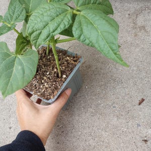 May include: A white ceramic mug with a black handle and the text "But First, Coffee" in a black, bold font. The mug is on a white surface. The mug is approximately 4 inches tall.