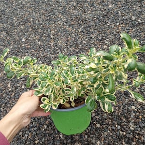 May include: A potted plant with green and cream-colored leaves. The plant is in a bright green pot with a gray rim. The background is a bed of small, dark gray pebbles.