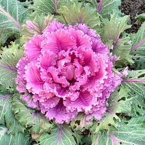 May include: A close-up of a decorative cabbage plant with vibrant pink and purple ruffled leaves at the center, surrounded by green leaves. The plant is in the ground, and water droplets are visible on the leaves.