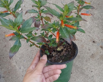Live plant,Cigar plants in 6 inch high pot.