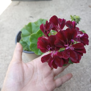 May include: A potted geranium plant with deep burgundy flowers and large, green, lobed leaves. The flowers have a velvety texture and are clustered together. The plant is in a black plastic pot, and the background is a concrete surface.
