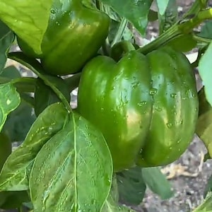 Live plants, 3 Green Bell pepper with in one 6 inch high pot,  Shipping after last frost by your zip code.