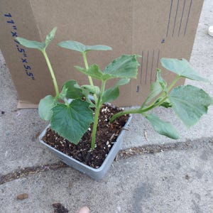 May include: A small, square, gray plastic pot filled with soil and several young cucumber plants. The plants have large, green leaves and are in front of a cardboard box. The box has the dimensions "11" x 5.5" x 5.5" printed on it.