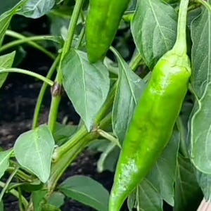 Live plants, 3 Anaheim (New Mexico) pepper in 4 inch pot,Shipping after last frost by your zip code.