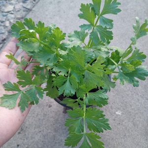 May include: A potted celery plant with vibrant green, deeply lobed leaves. The plant is in a black plastic pot, and the leaves are arranged in a radial pattern. The image is taken from a top-down perspective.