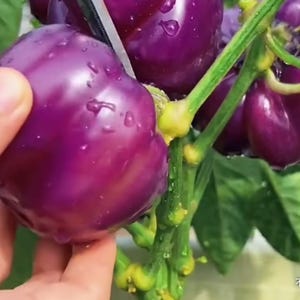 Live plant, 3 purple bell peppers plants one pot,Shipping after last frost by your zip code.