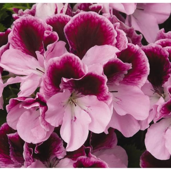 Live plant,Regal geranium purple majesty in 6 inch high pot/ 1 GL pot